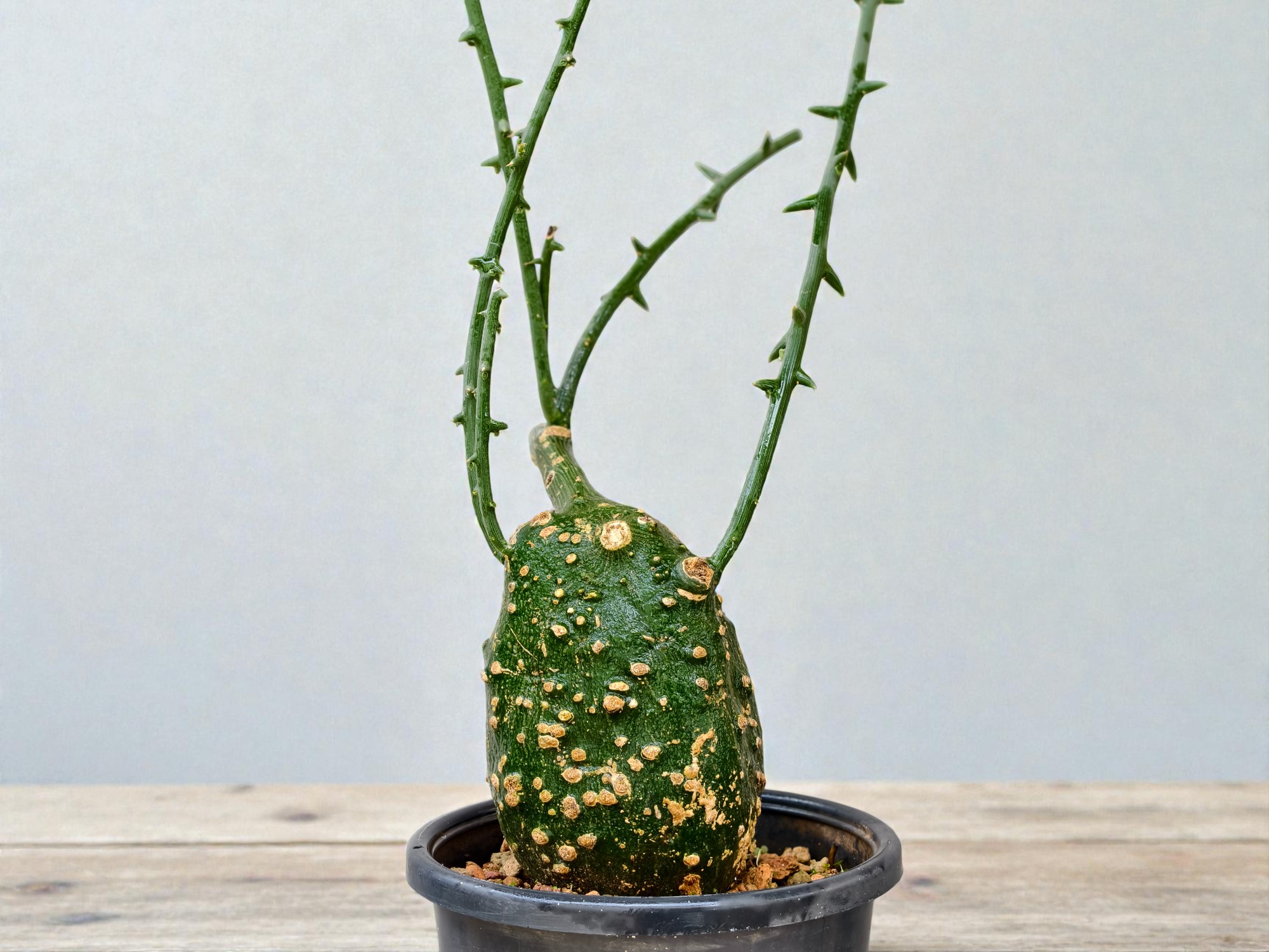 Adenia Globosa 008