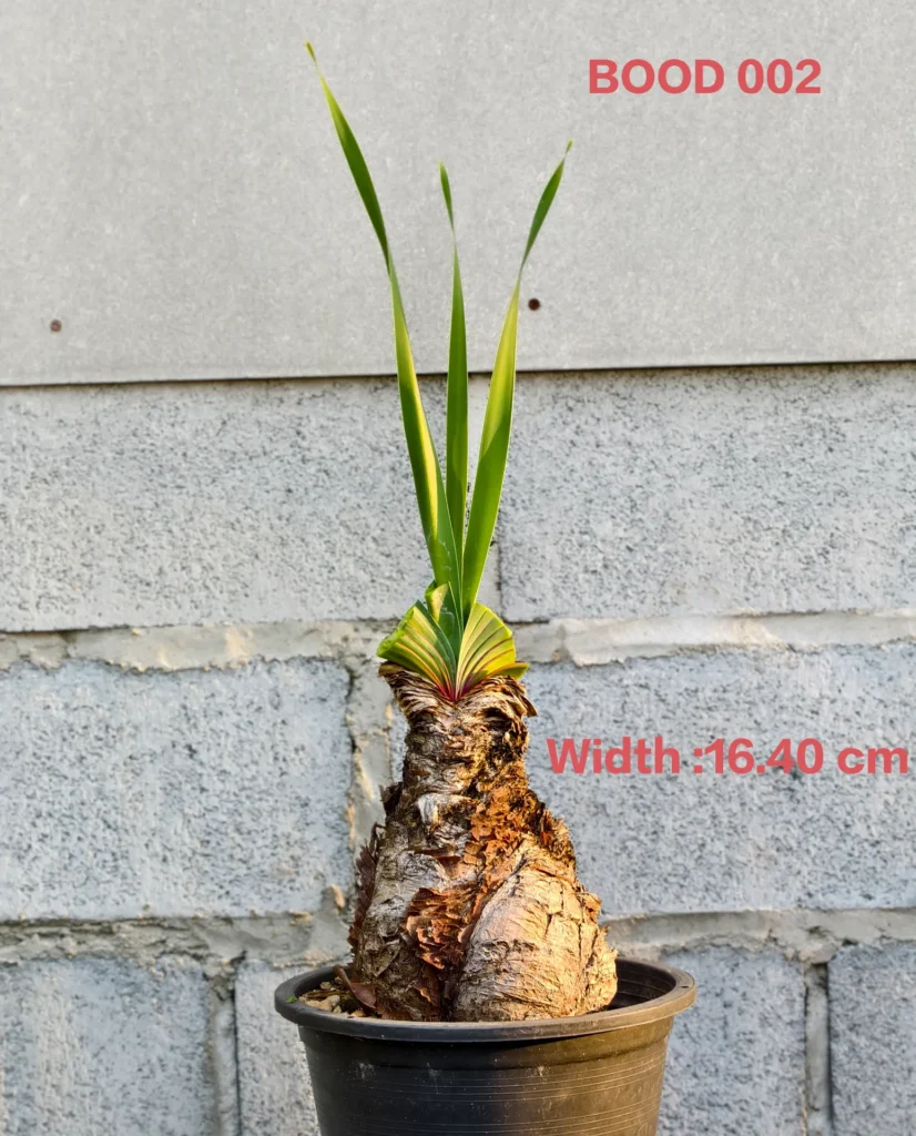 Boophone Disticha (BOOD002)