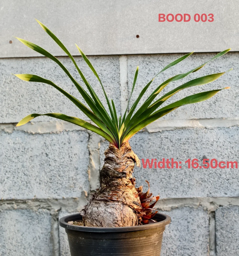 Boophone Disticha (BOOD003)
