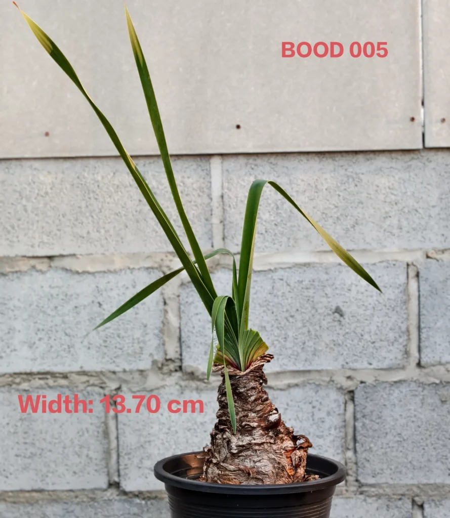 Boophone Disticha (BOOD005)