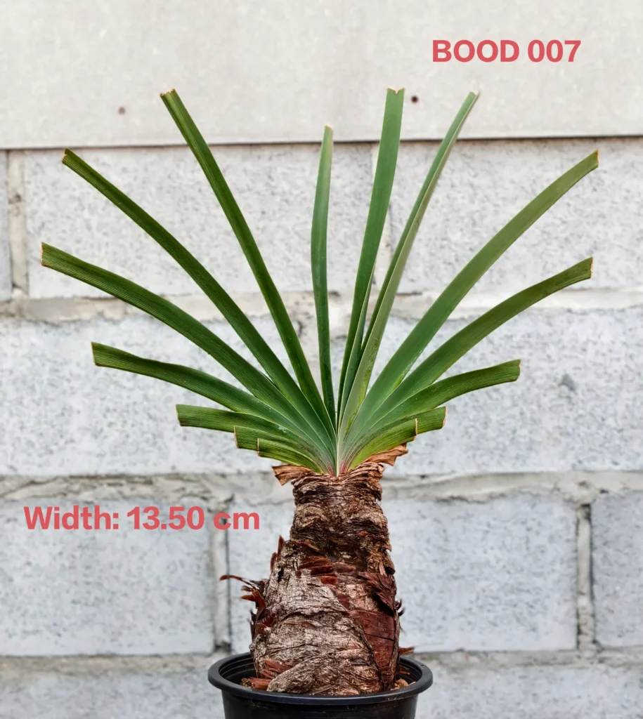 Boophone Disticha (BOOD007)