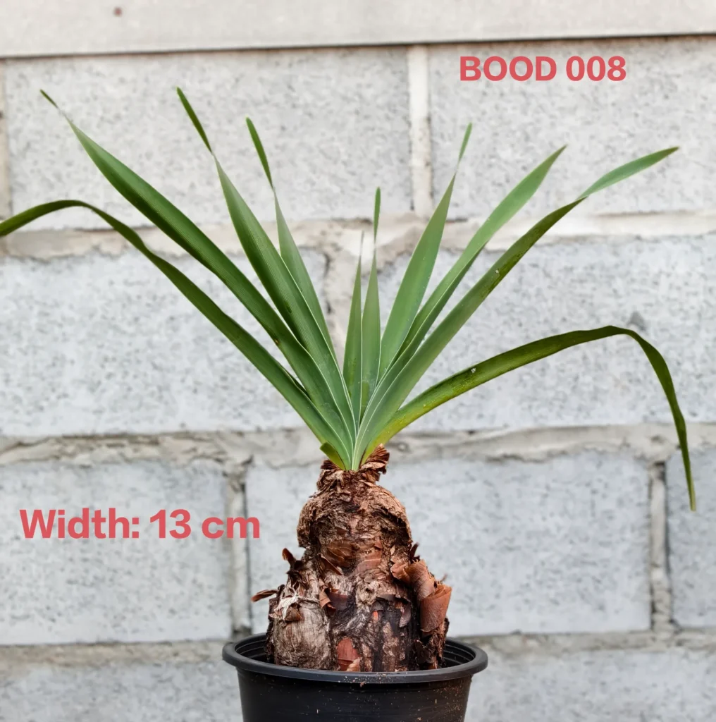 Boophone Disticha (BOOD008)