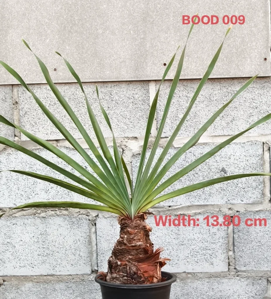 Boophone Disticha (BOOD009)