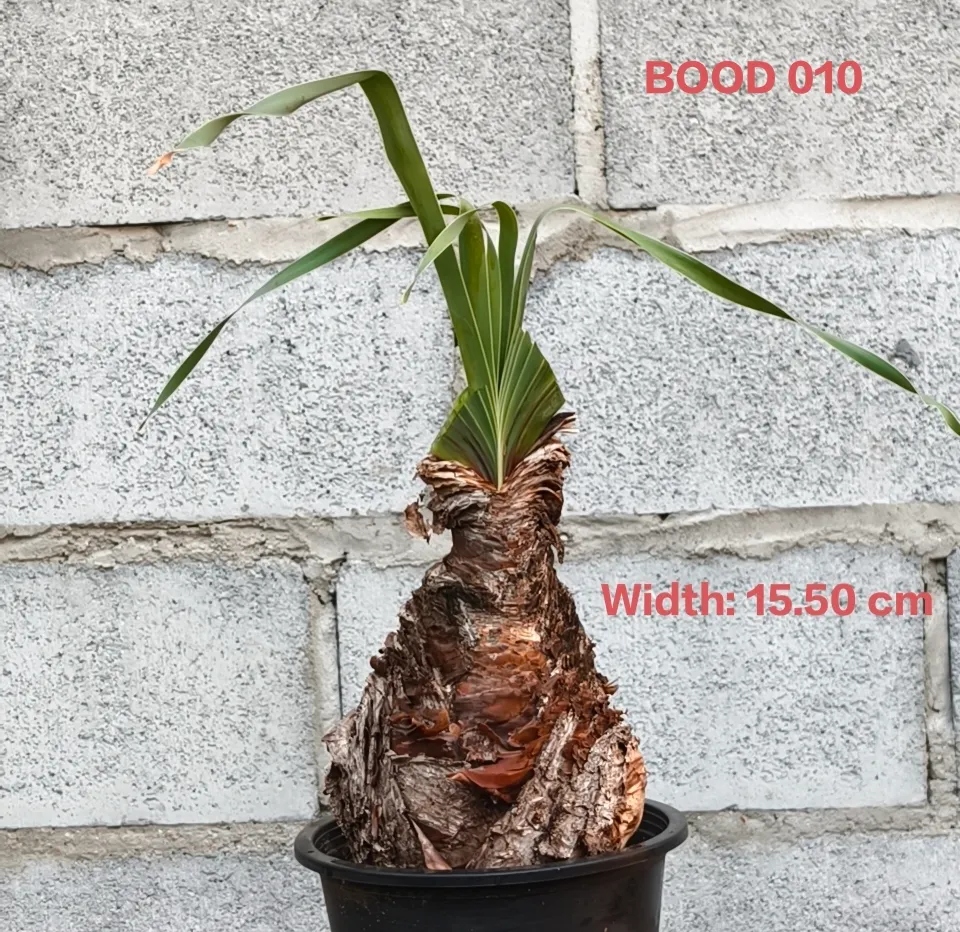 Boophone Disticha (BOOD010)