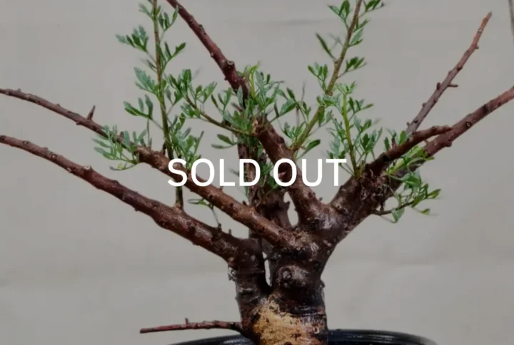 Commiphora Cervifolia (COMCF001) – SOLD OUT