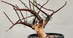 Commiphora Cervifolia 003