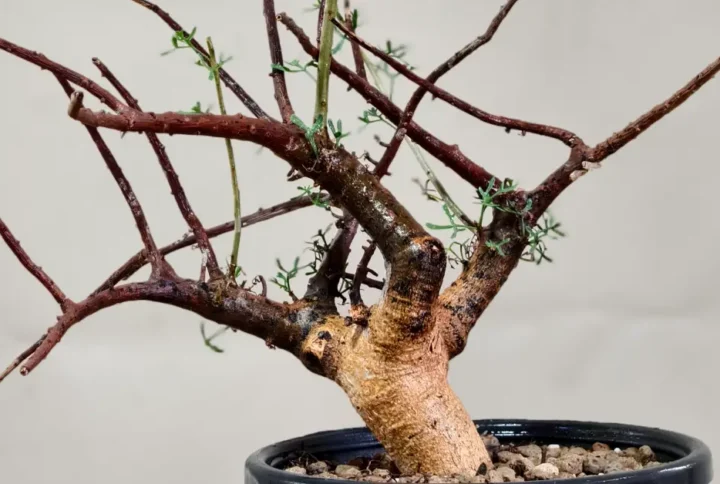 Commiphora Cervifolia (COMCF003)