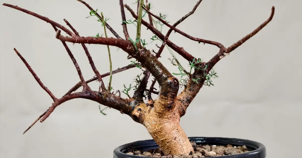 Commiphora Cervifolia 003