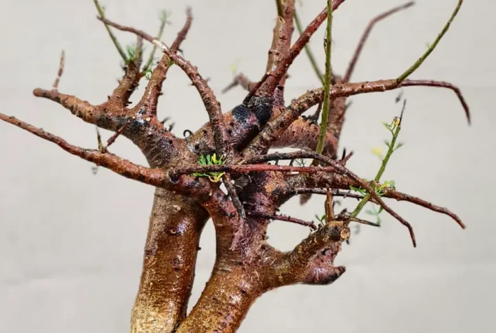 Commiphora Cervifolia (COMCF004)