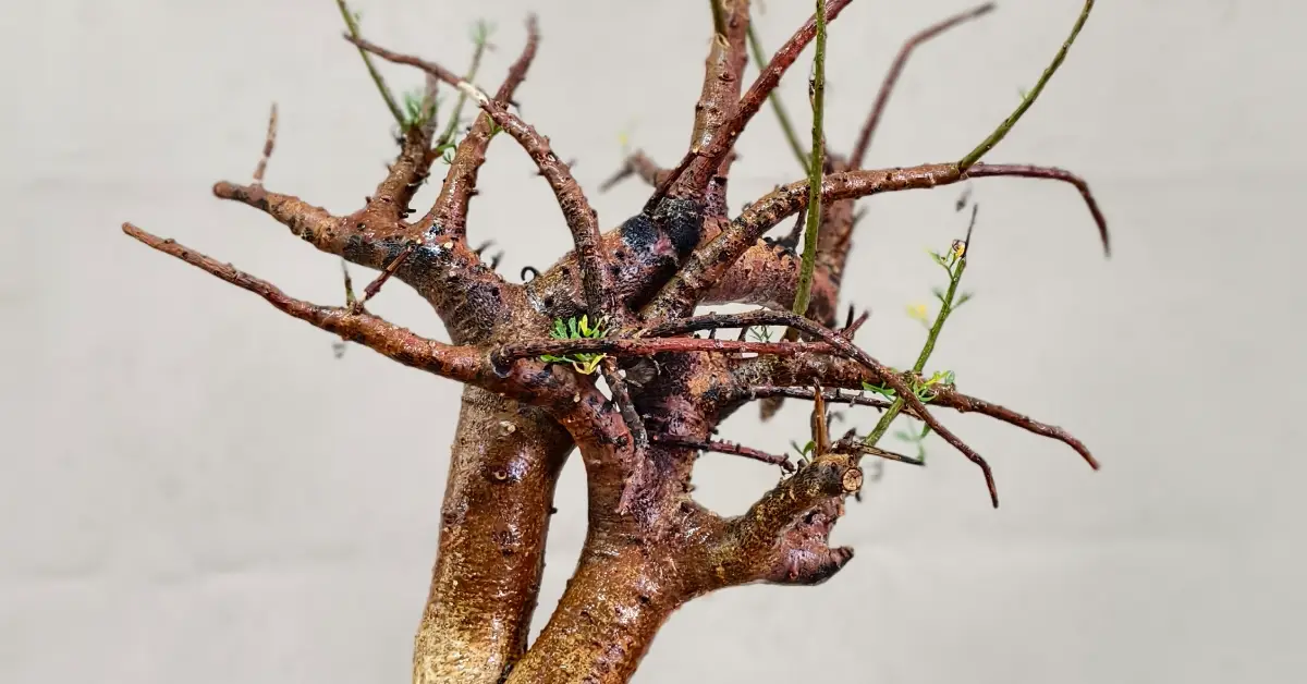 Commiphora Cervifolia 004