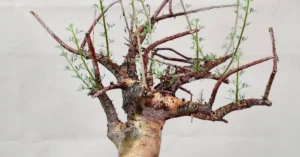 Commiphora Cervifolia 005