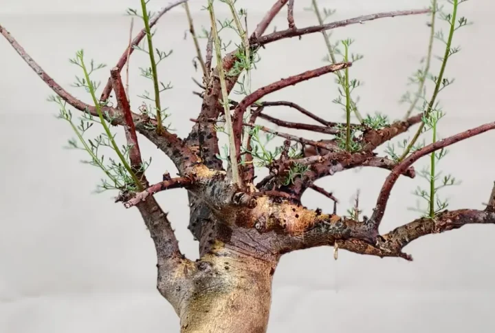 Commiphora Cervifolia (COMCF005)