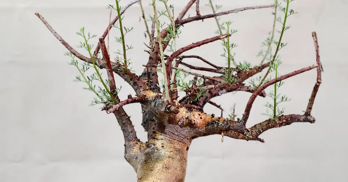 Commiphora Cervifolia 005
