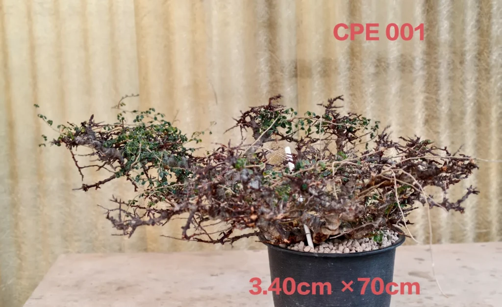 Commiphora EYL Somalia (CPE001)