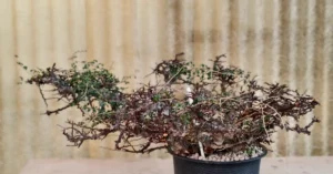 Commiphora EYL Somalia 001
