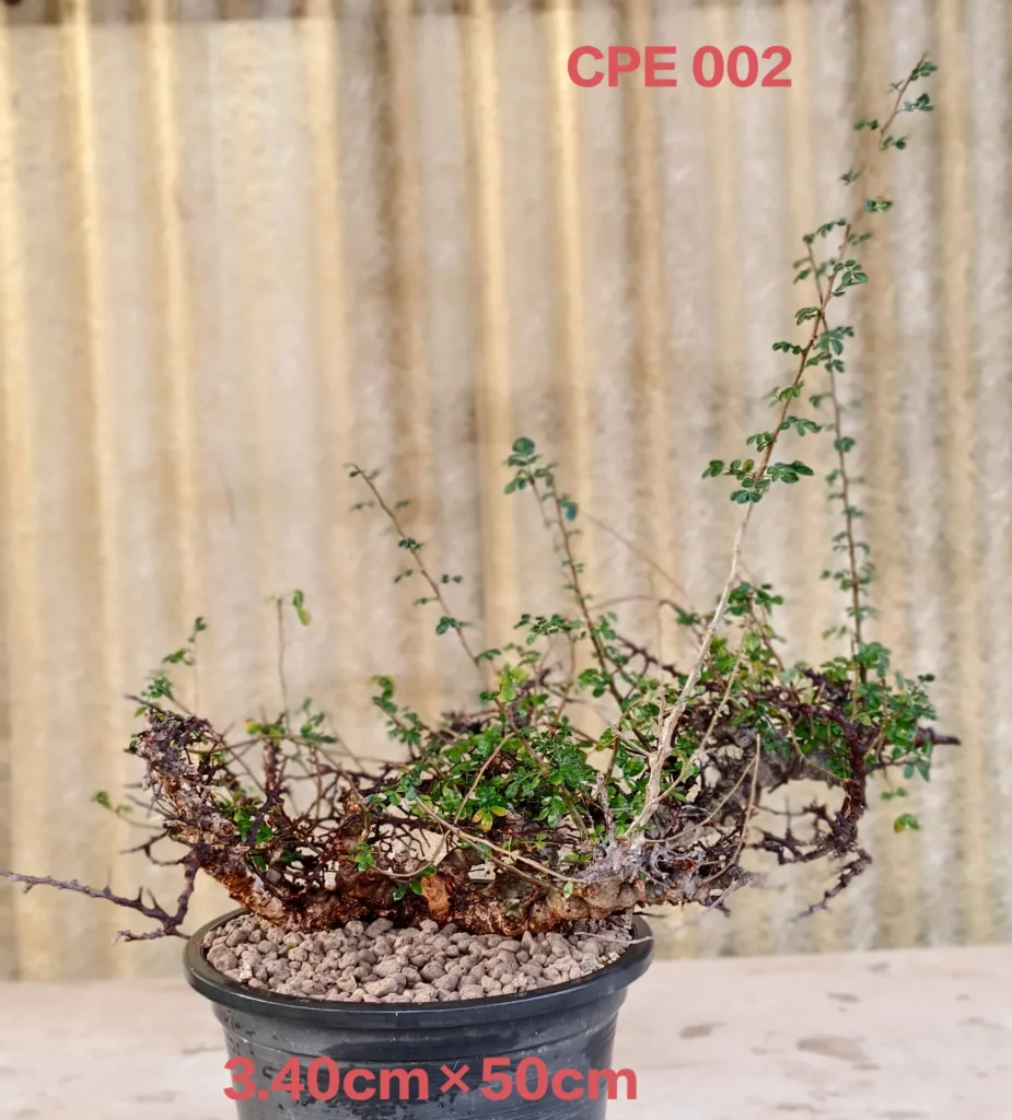 Commiphora EYL Somalia (CPE002)