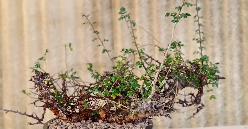 Commiphora EYL Somalia 002
