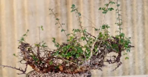 Commiphora EYL Somalia 002