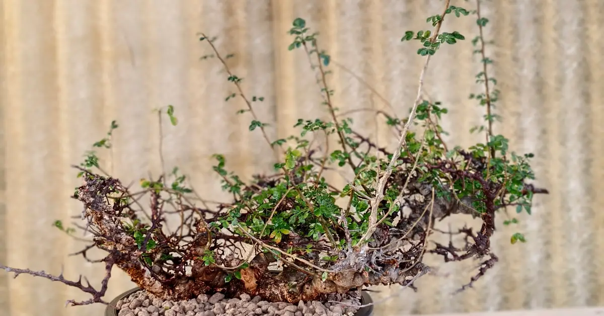 Commiphora EYL Somalia 002