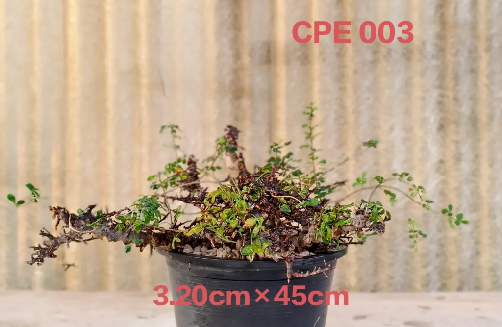 Commiphora EYL Somalia (CPE003)