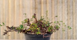 Commiphora EYL Somalia 003