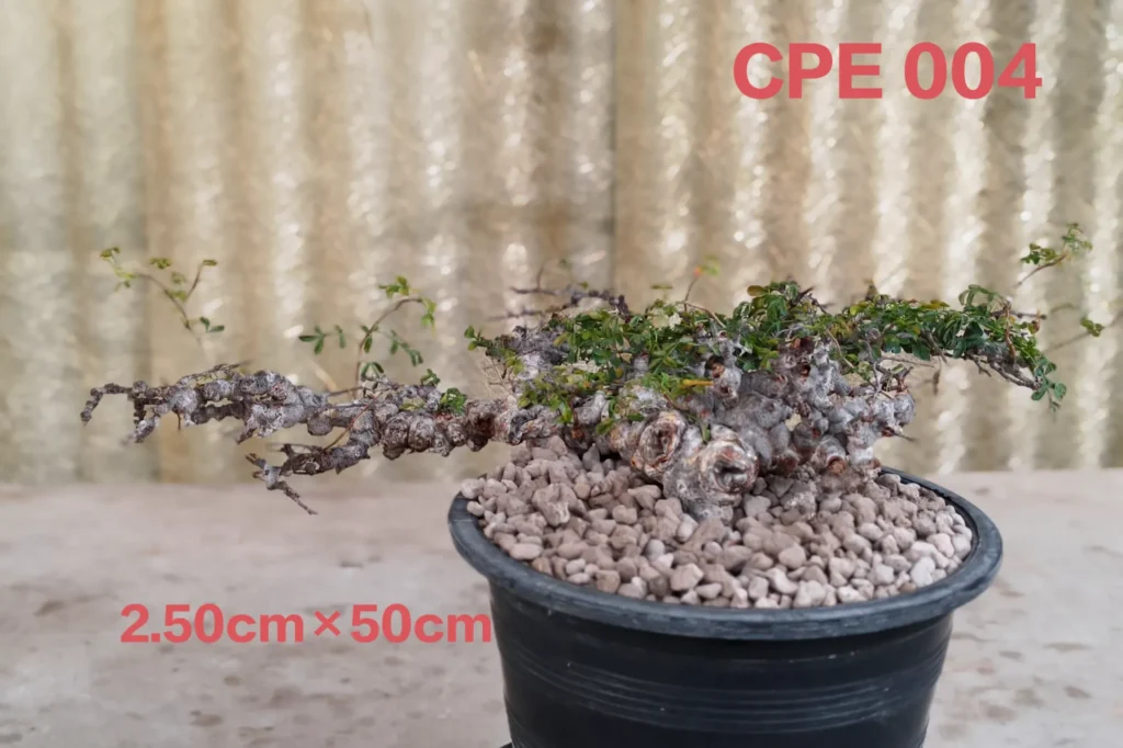 Commiphora EYL Somalia (CPE004)