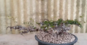 Commiphora EYL Somalia 004