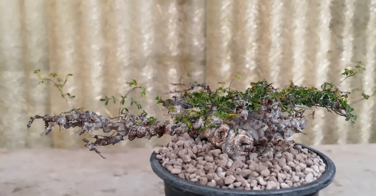 Commiphora EYL Somalia 004