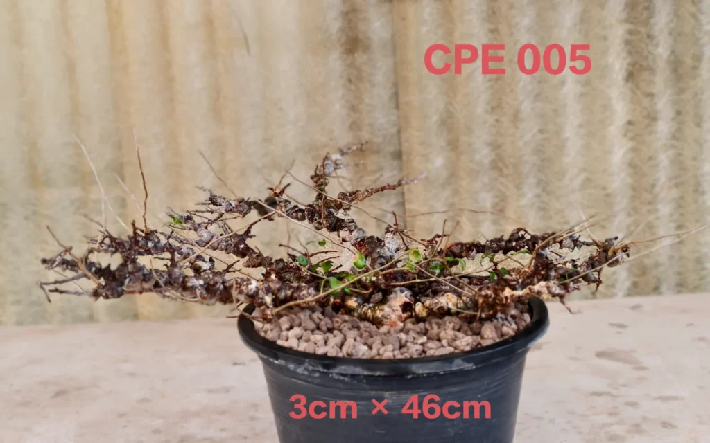 Commiphora EYL Somalia (CPE005)