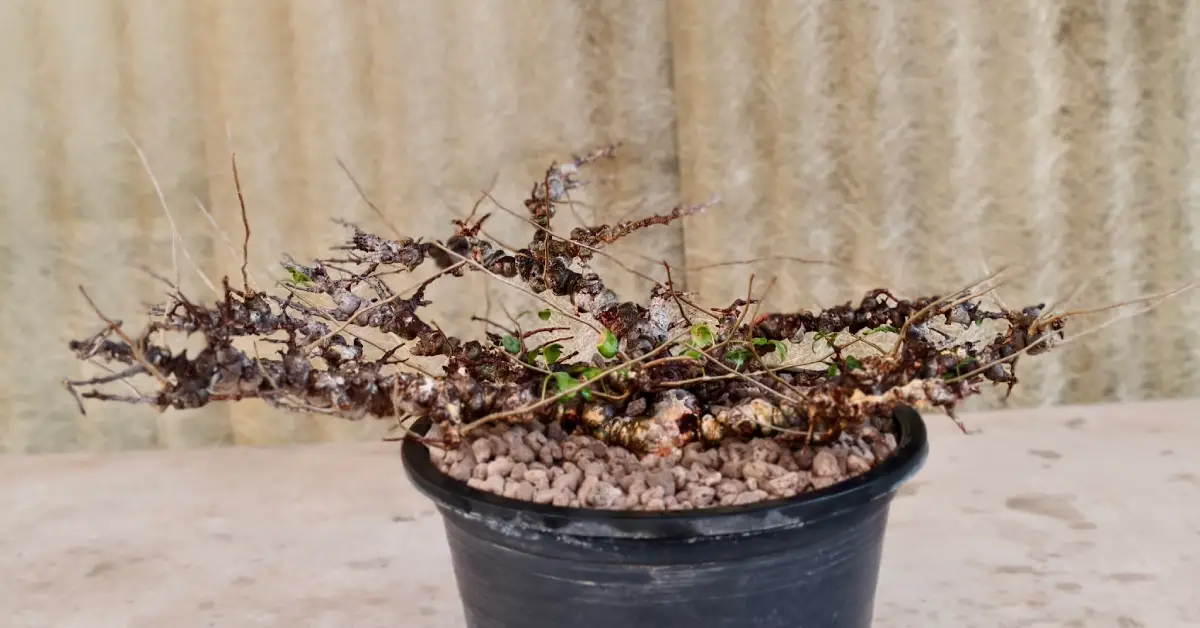 Commiphora EYL Somalia 005