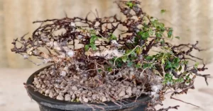 Commiphora EYL Somalia 006