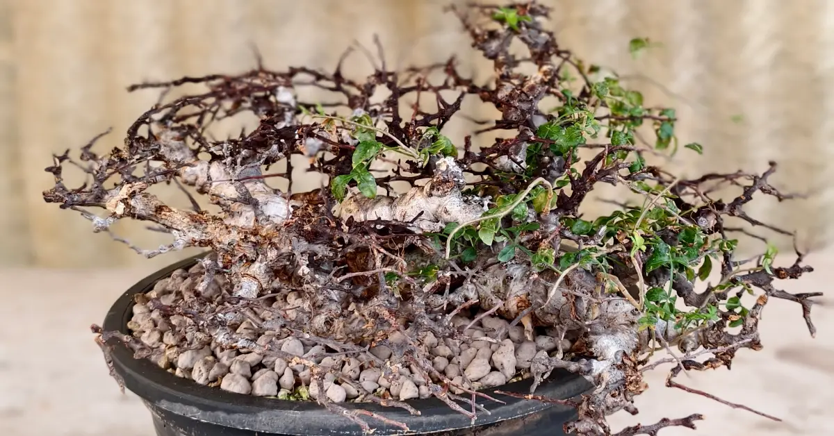Commiphora EYL Somalia 006
