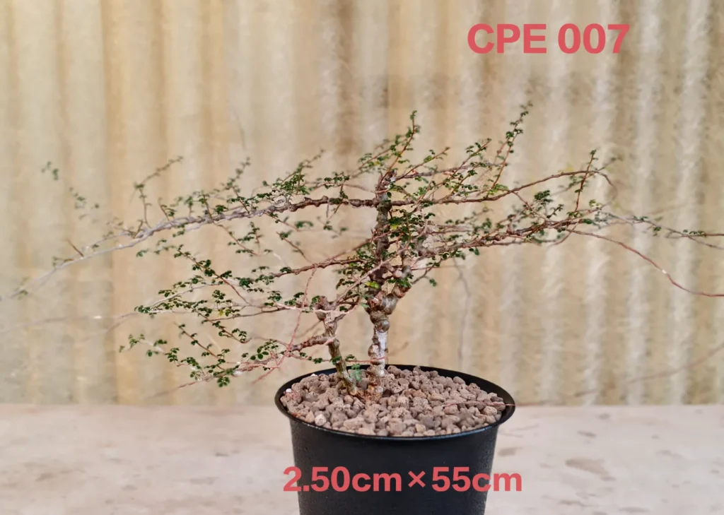 Commiphora EYL Somalia (CPE007)