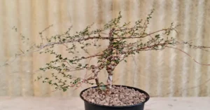 Commiphora EYL Somalia 007