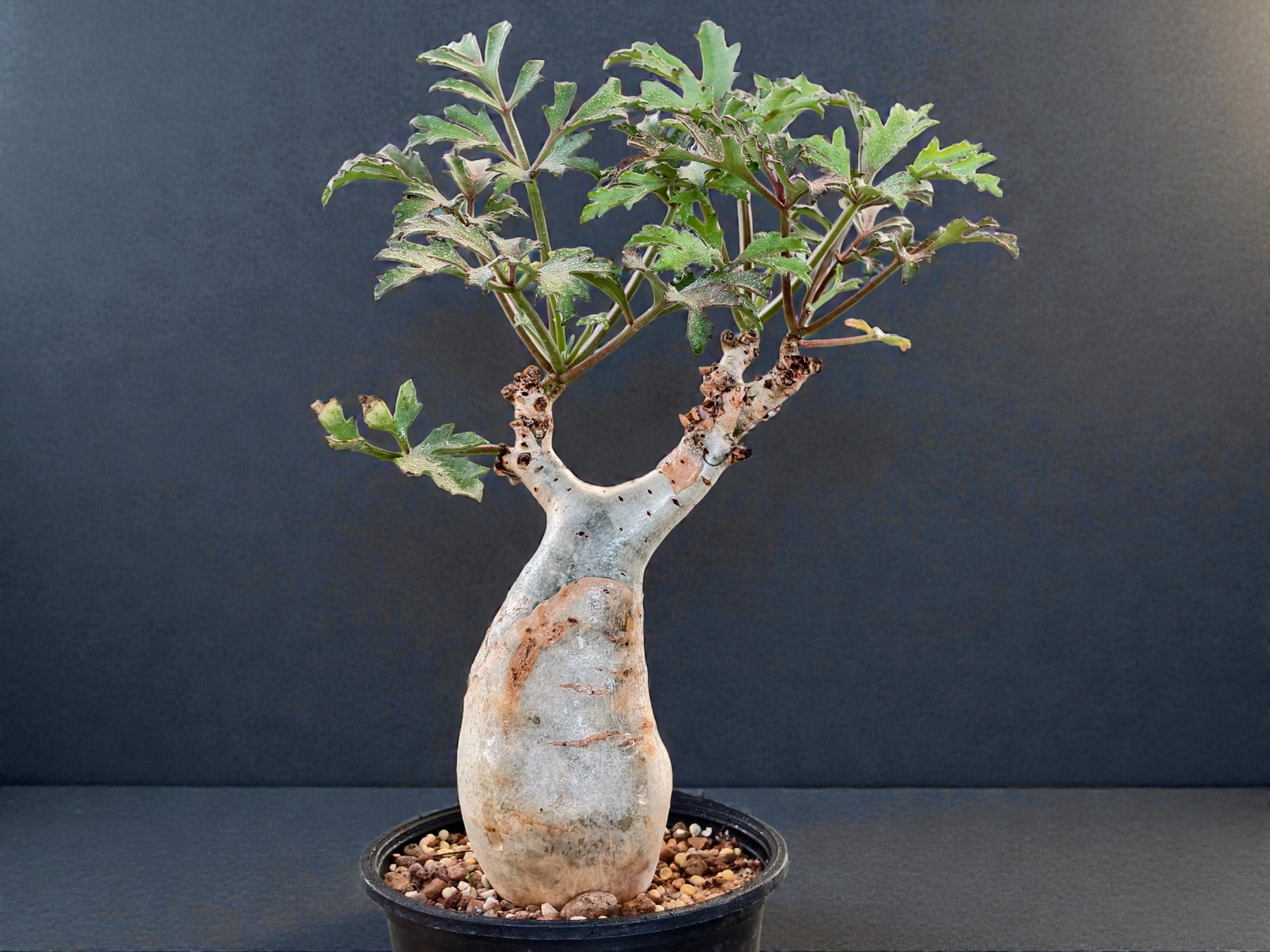Cyphostemma Betiforme (Somalia) 001