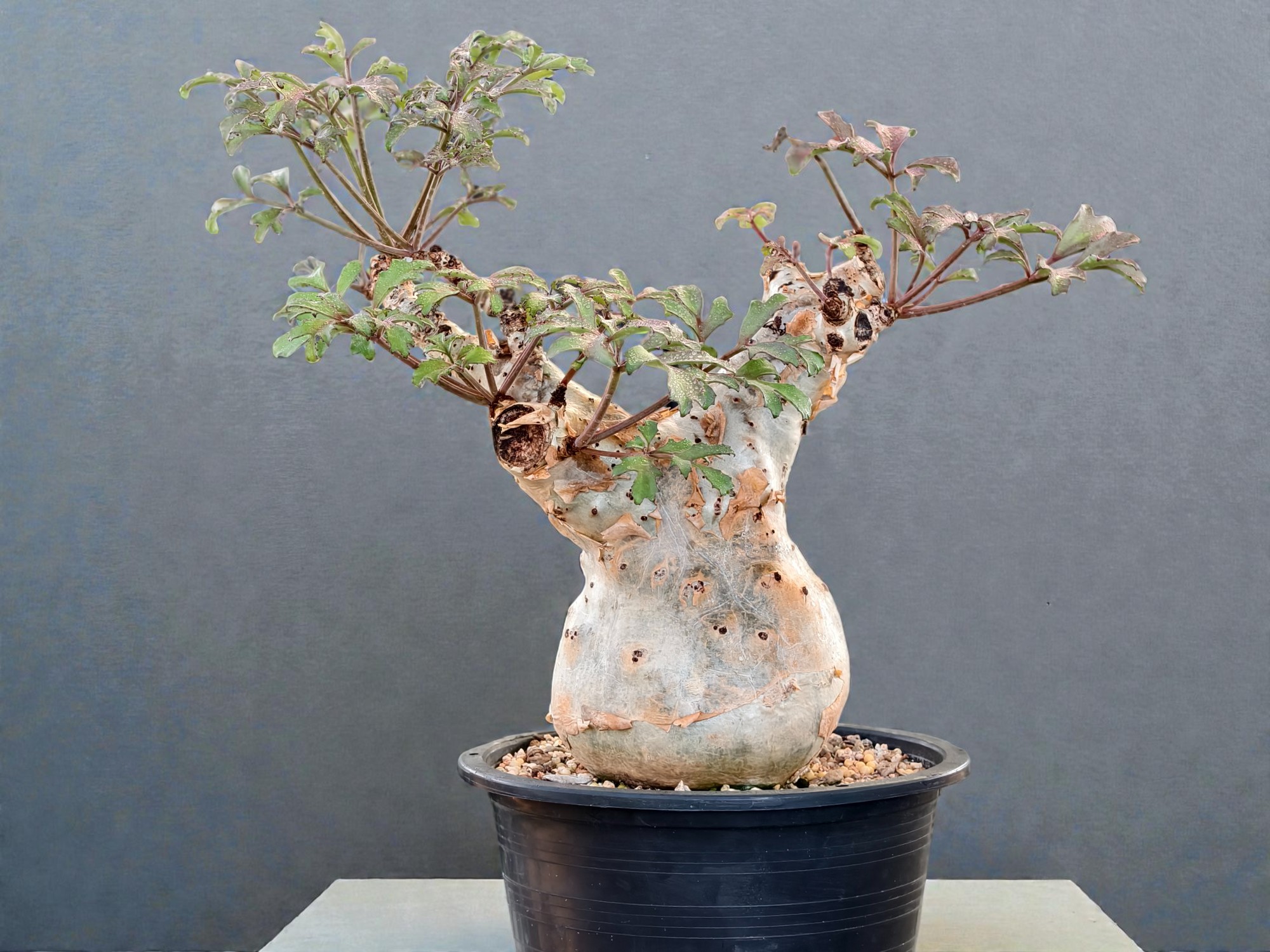 Cyphostemma Betiforme (Somalia) 003