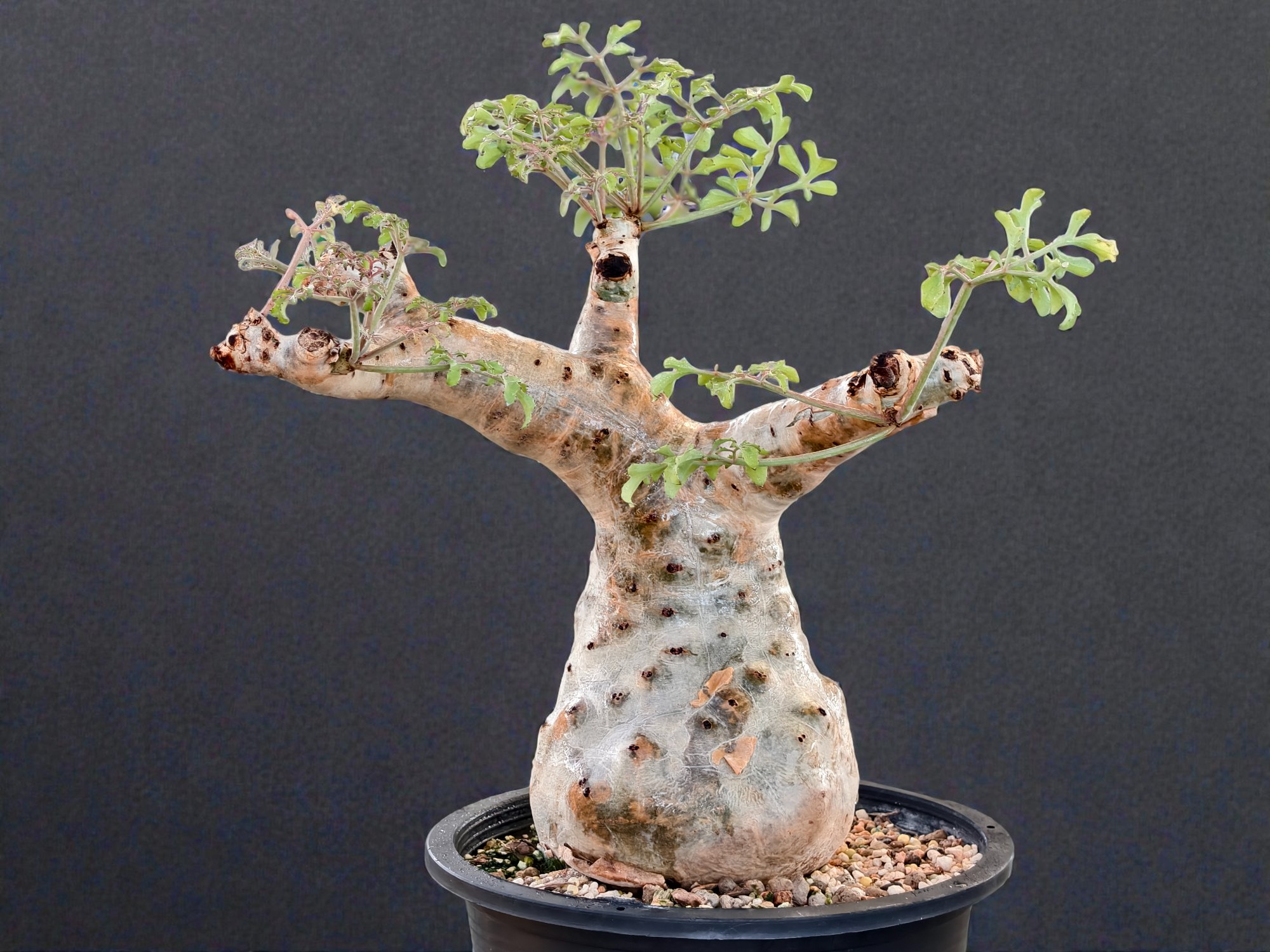 Cyphostemma Betiforme (Somalia) 006