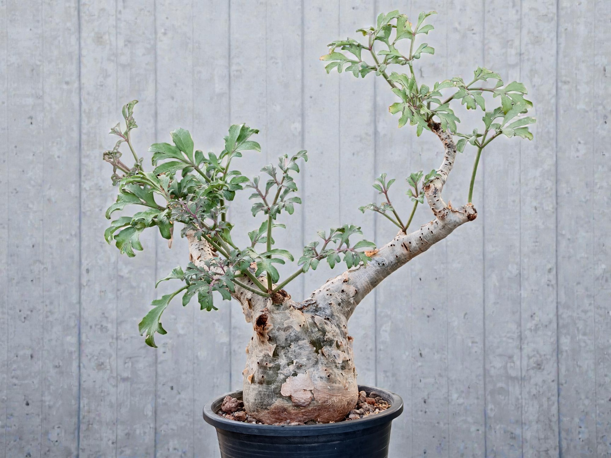 Cyphostemma Betiforme (Somalia) 007