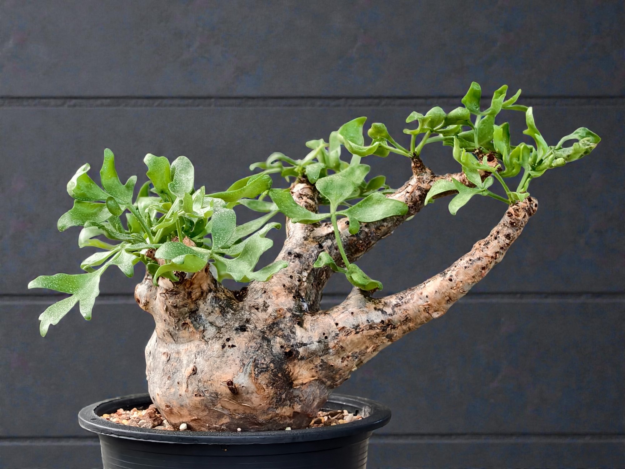 Cyphostemma Betiforme (Somalia) 009