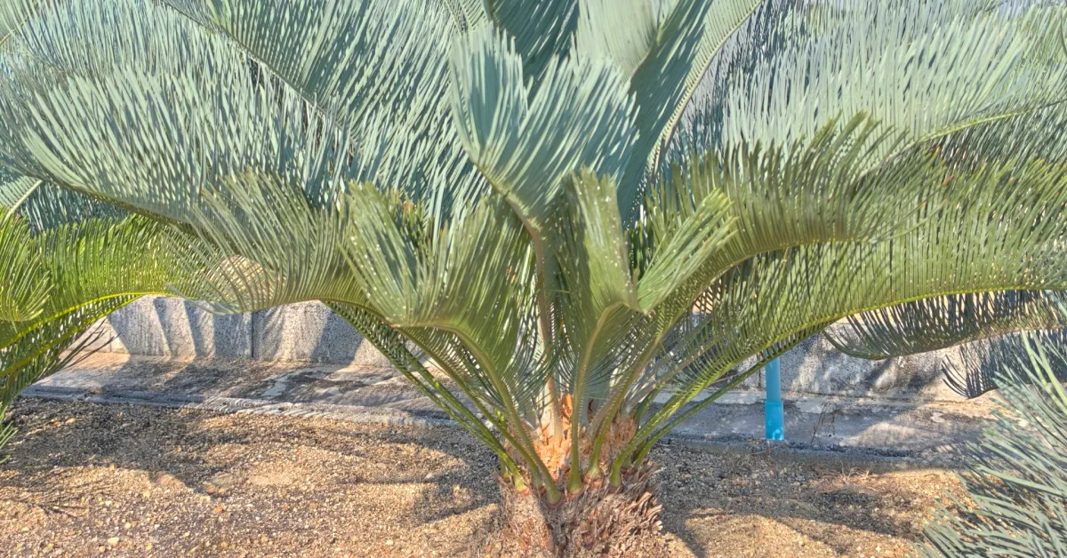 Cycas Cairnsiana 001