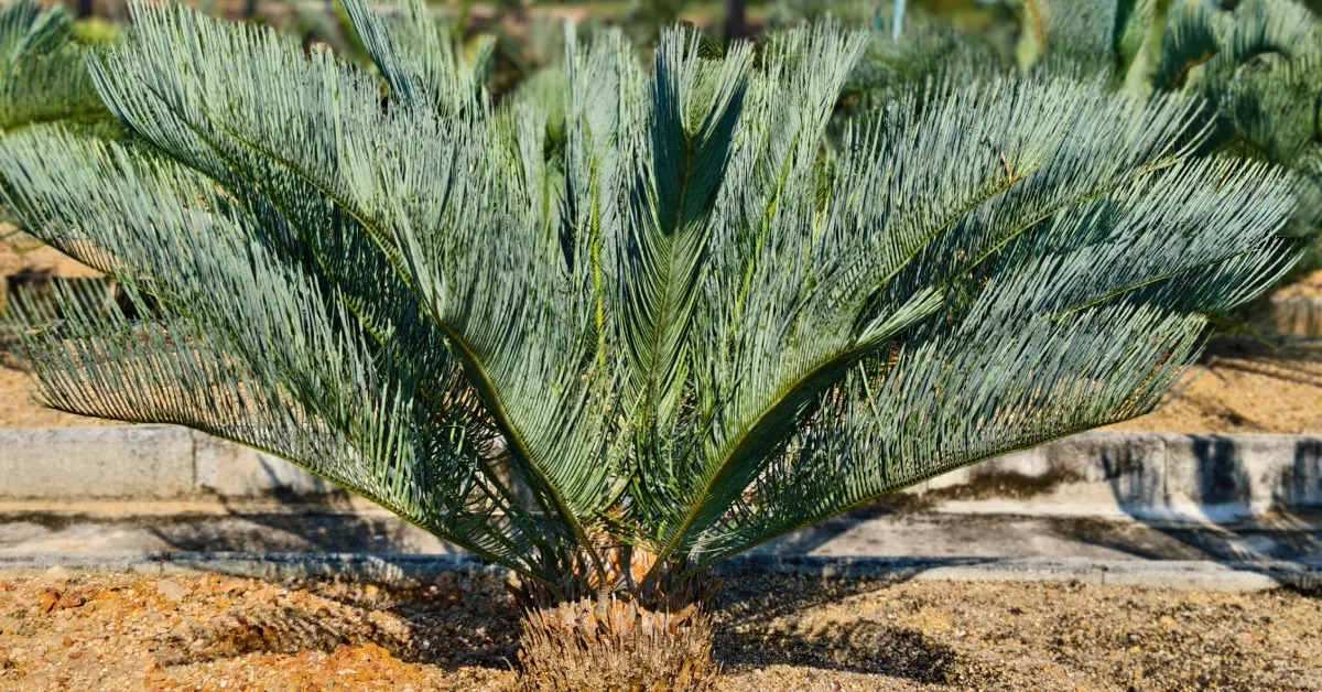 Cycas Cairnsiana 002