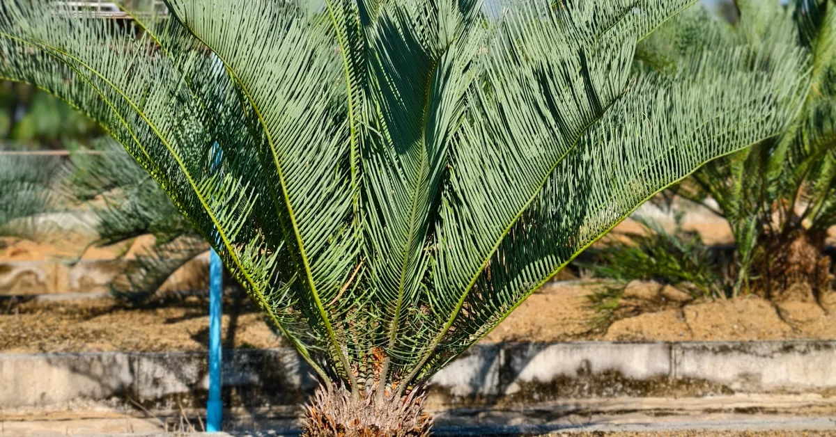 Cycas Cairnsiana 003