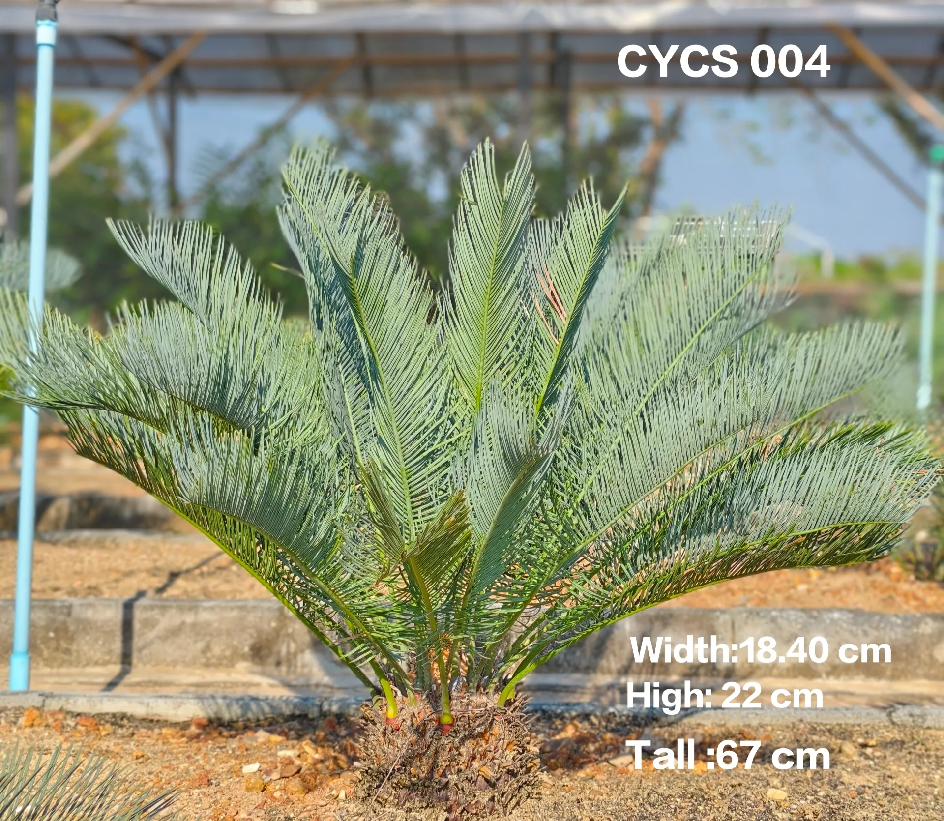 Cycas Cairnsiana CYCS004