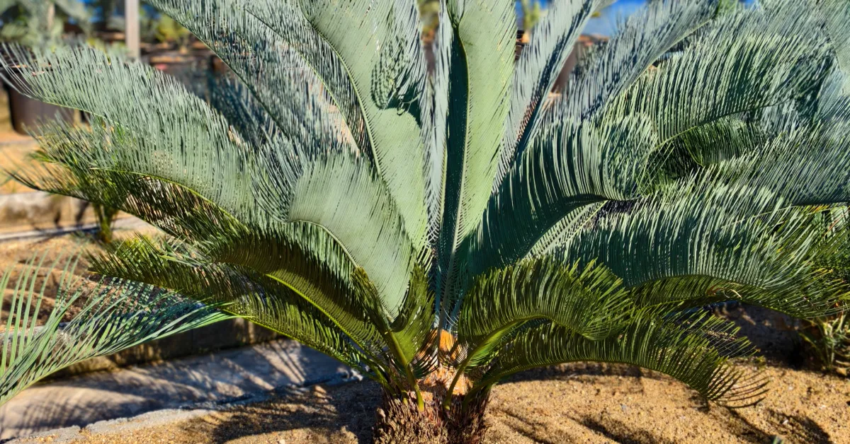 Cycas Cairnsiana 005