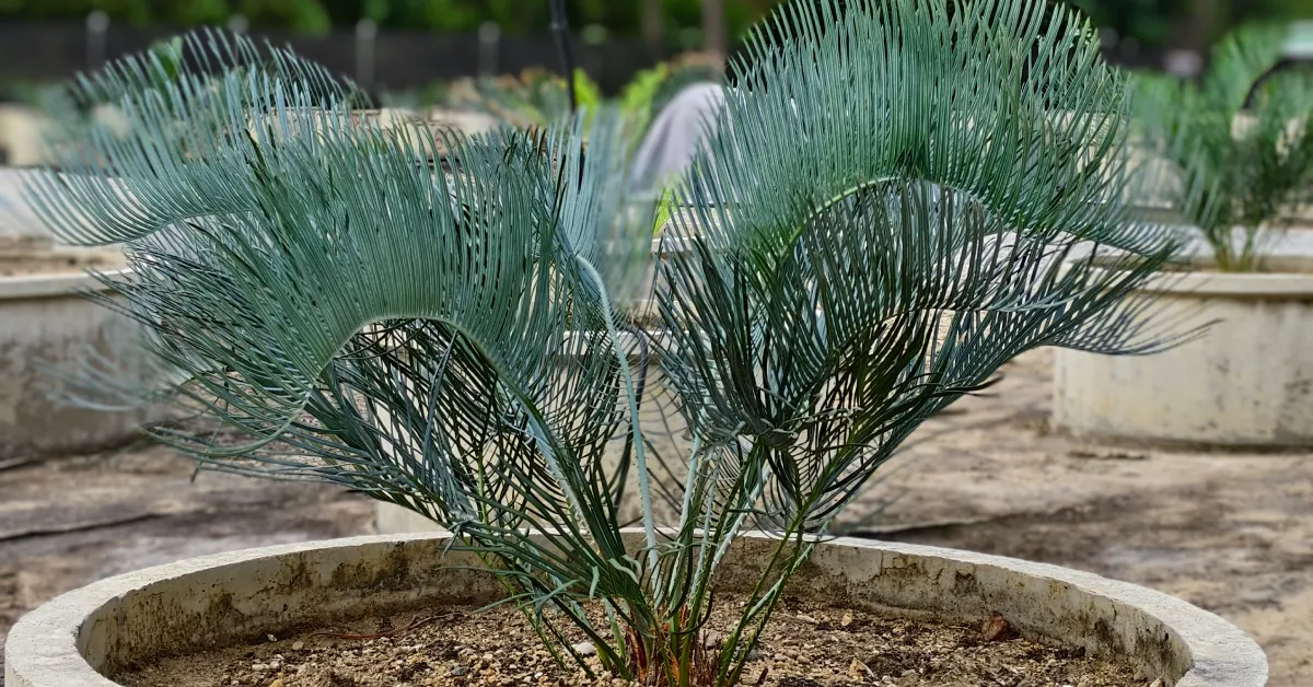 Cycas Cairnsiana 006