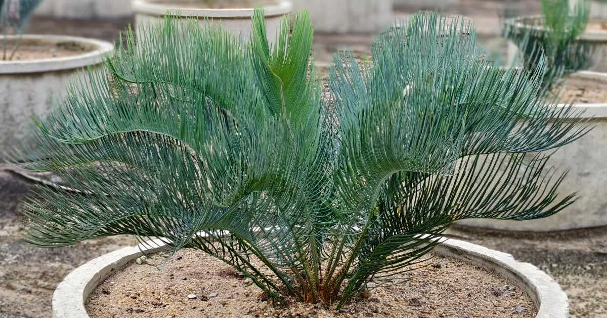 Cycas Cairnsiana 007