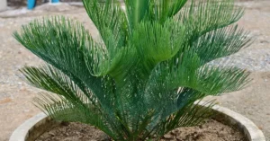 Cycas Cairnsiana 008