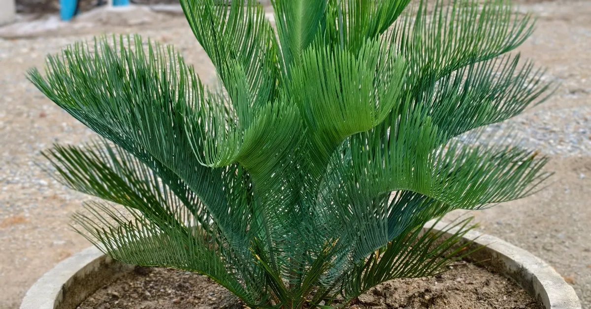 Cycas Cairnsiana 008
