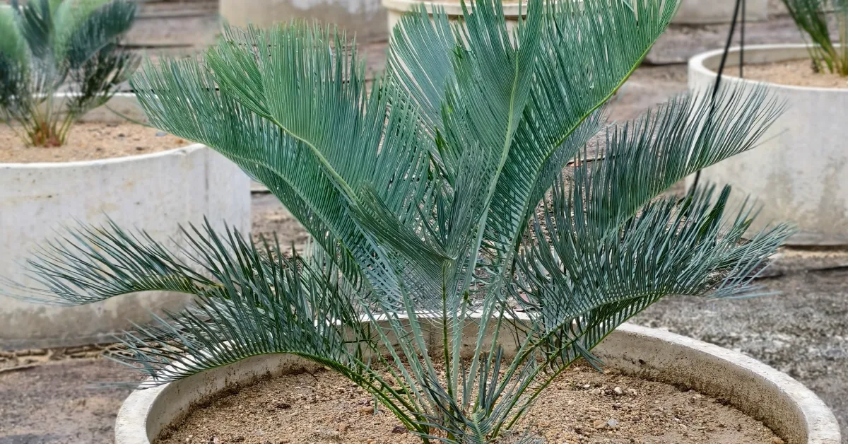 Cycas Cairnsiana 010