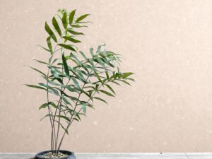 Ceratozamia Hildae 002